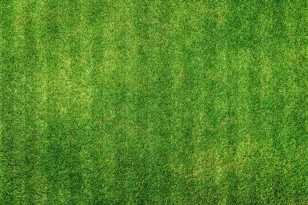 Hierba verde textura fondo —  Fotos de Stock