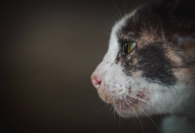 Kedi yüz. Fauna arka plan