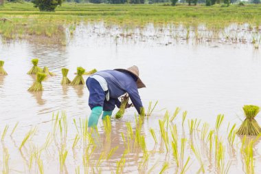 Çiftçilerin pirinç fidan paddy alanındaki nakli