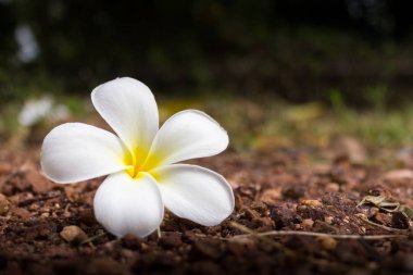 Plumeria sonbahar arazi üzerinde