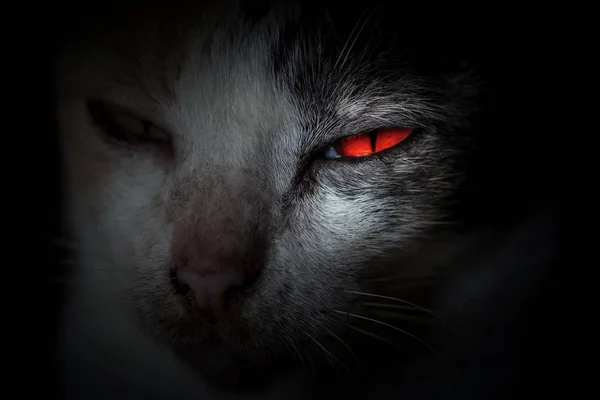 Los ojos rojos de gato te miran desde la oscuridad . — Foto de Stock