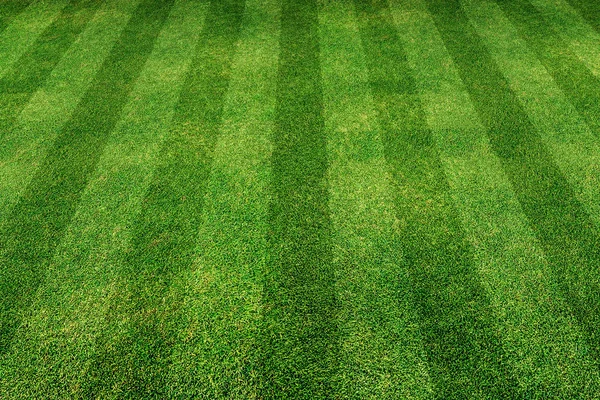Yeşil çim satır arkaplanı — Stok fotoğraf