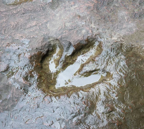 Äkta dinosaurie fotavtryck, Thailand. — Stockfoto