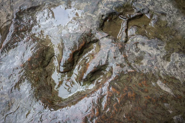 Rigtige dinosaur fodaftryk, Thailand . - Stock-foto