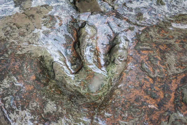 Gerçek dinozor ayak izi, Tayland. — Stok fotoğraf