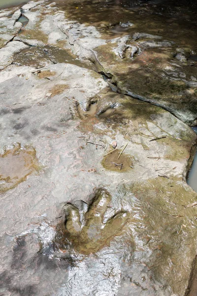 リアル恐竜の足跡、タイ. — ストック写真