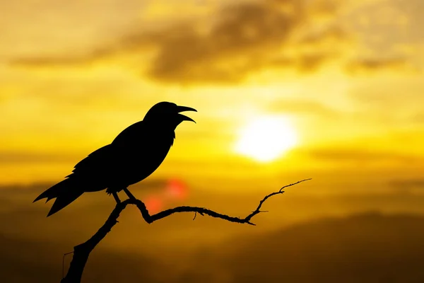 Por do sol natureza corvos pássaros sentados na árvore — Fotografia de Stock