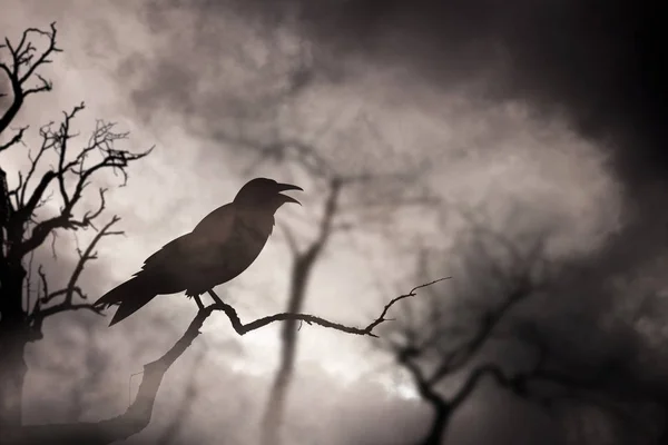Crow or raven resting on a barren tree branch. — Stock Photo, Image