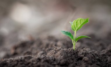 Büyüyen genç Fideler kavramı