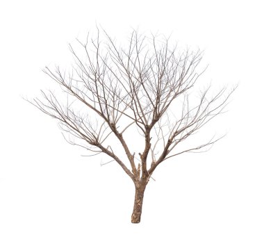 Beyaz arkaplanda kuru ağaç izole edildi