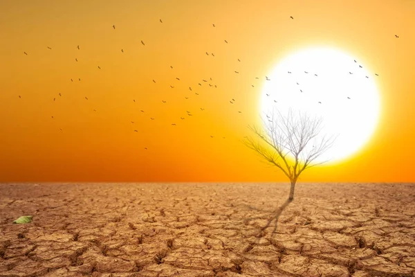 Tierra seca y aire caliente seco. Hay pájaros volando de regreso al nido. Y árboles secos — Foto de Stock