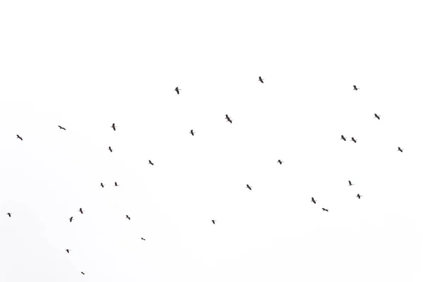 Nyáj madarak repül az égen — Stock Fotó