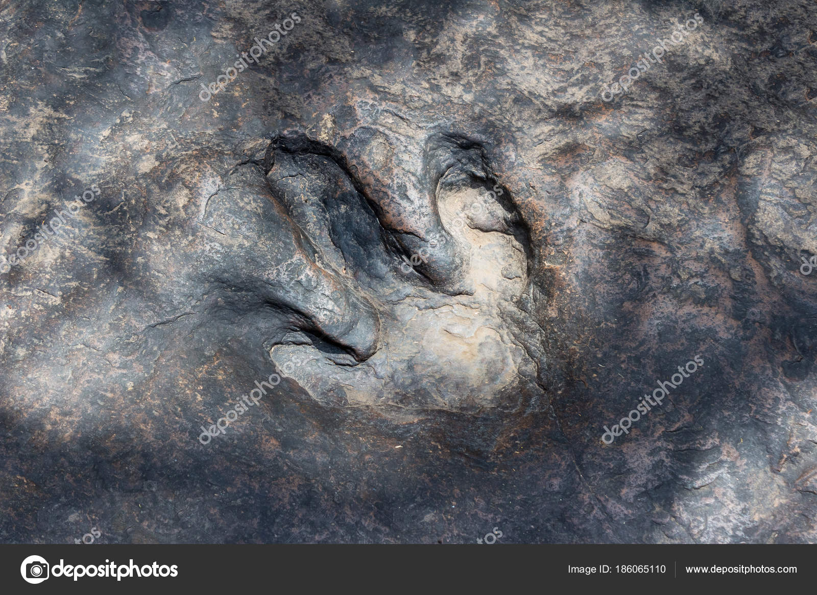 Real Dinosaur Footprint Thailand Stock Photo - 