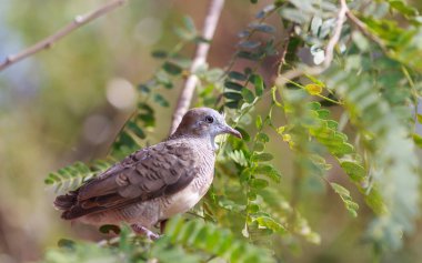Ağaçtaki güvercin