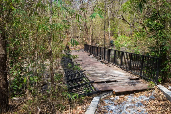 Broken wooden bridge in the rainforest.