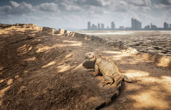 Iguana on arid ground Behind it is a desert city.