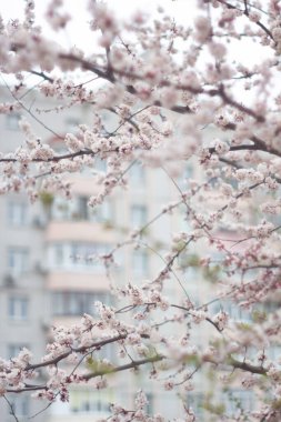 Şehirde kiraz çiçekleri var.