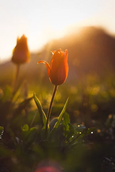Kırmızı laleler şafak güneşinde