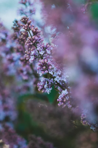 Botanik bahçesinde mor leylaklar