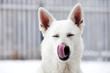 Beyaz İsviçre Çoban Köpeği