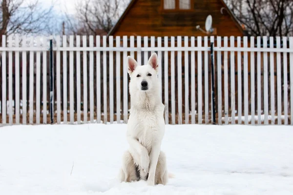 Weißer Schweizer Schäferhund — Stockfoto