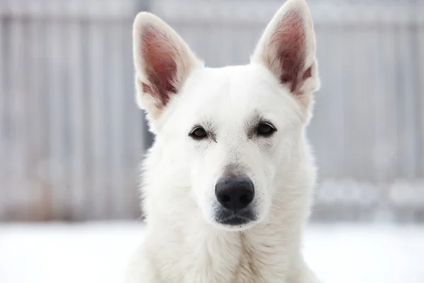 Cane pastore svizzero bianco — Foto Stock