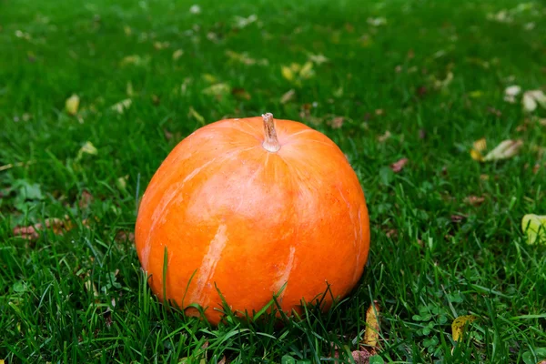 Pumpkin on green grass background — Stock Photo, Image