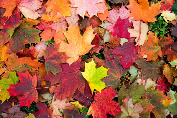 Maple falling leaves