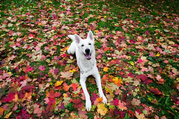 Beyaz İsviçre çoban Güz