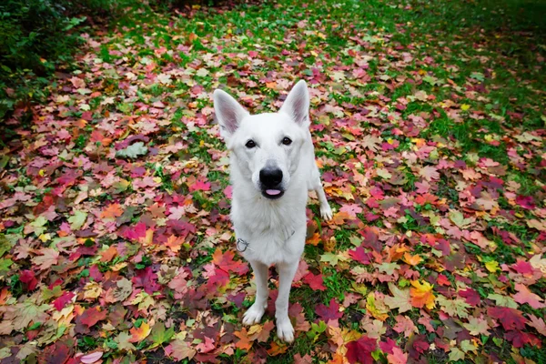 Біла швейцарська вівчарка восени — стокове фото