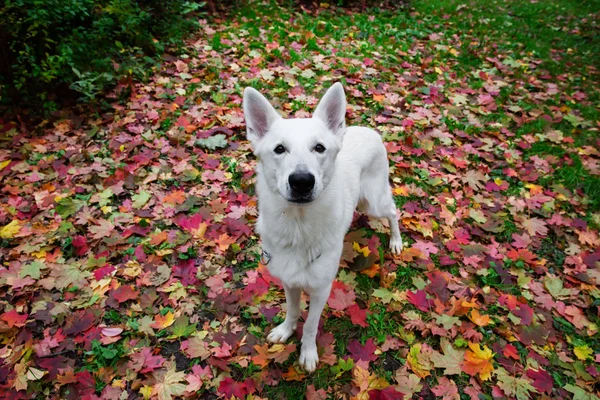 Біла швейцарська вівчарка восени — стокове фото