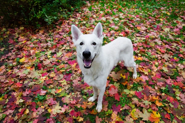 Pastore svizzero bianco in autunno — Foto Stock