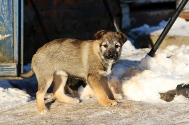 Karda başıboş köpek yavrusu