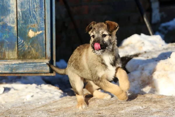 Streunender Welpe im Schnee — Stockfoto