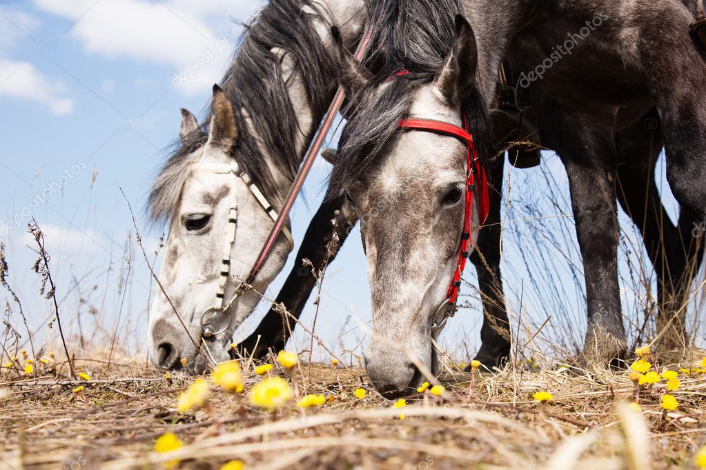 Horses eating first spring flowers — Stock Photo © angel648mail.ru