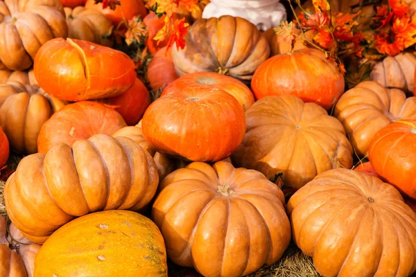 Abóboras maduras para o Halloween — Fotografia de Stock