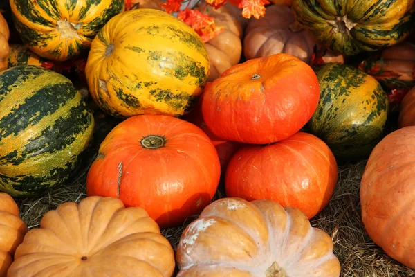 Ripe pumpkins for halloween — Stock Photo, Image
