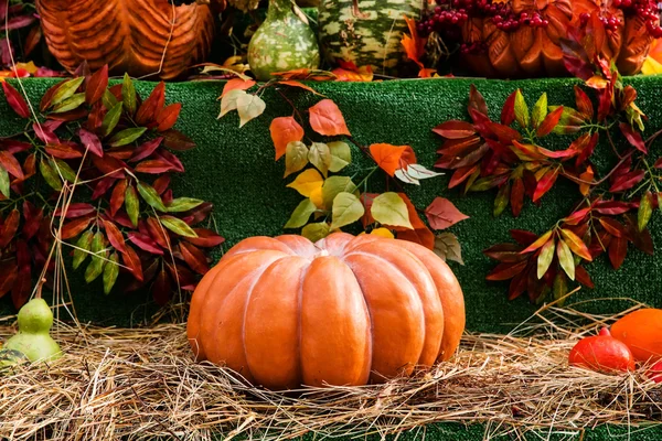 Спелая тыква для Хэллоуина — стоковое фото