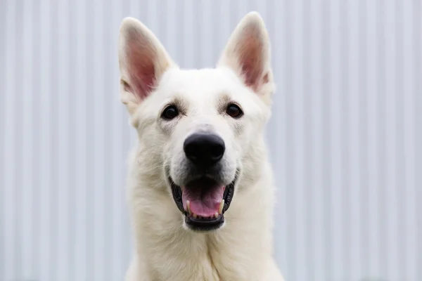 白いスイスの羊飼いの犬 — ストック写真