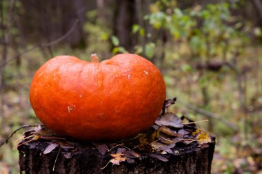 Kabak ormandaki güdük üzerinde