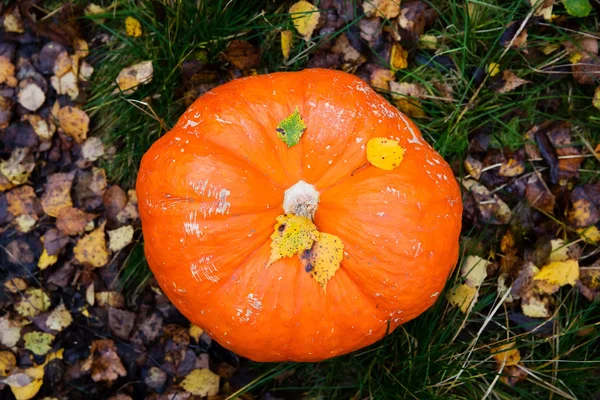 Abóbora de Halloween a floresta — Fotografia de Stock