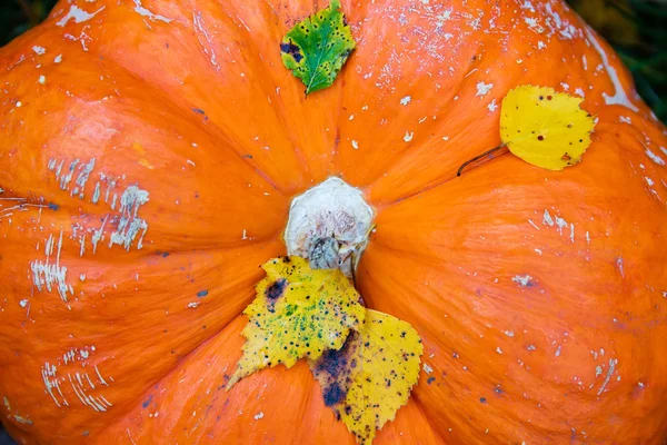 Grande arancia zucca sfondo — Foto Stock