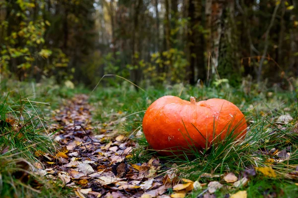 Tök, Halloween az erdő — Stock Fotó