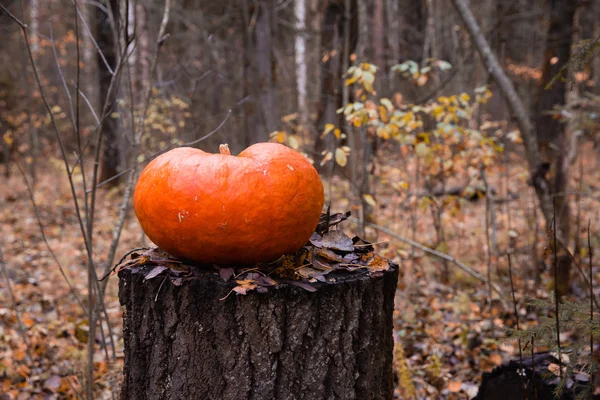 Pumpa på stubben i skogen — Stockfoto