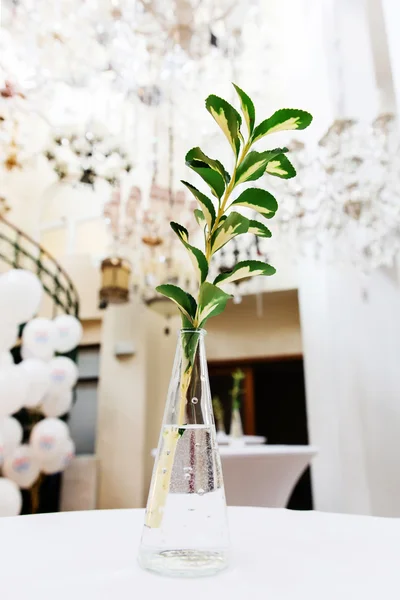 Branch with green leaves in glass bottle on white table — Stock Photo, Image