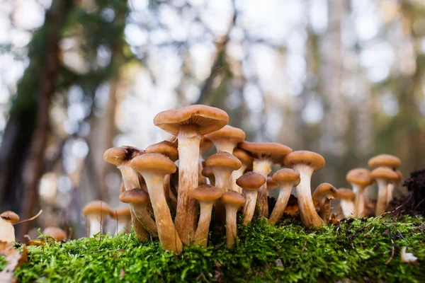 Honigpilze, die von einer Gruppe am Baum wachsen — Stockfoto