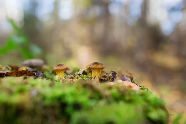 Champignons miel poussant à l'arbre par un groupe — Photo