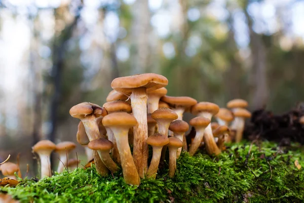 Bir grup tarafından ağaç büyüyen tatlım mantar