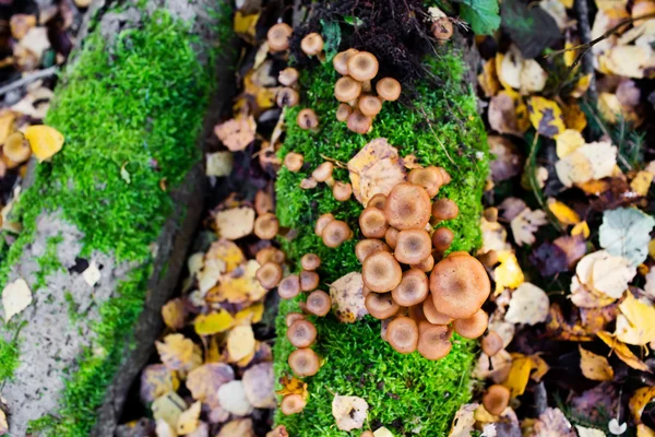 Champignons miel poussant à l'arbre par un groupe — Photo