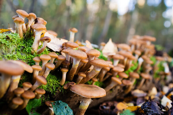 Honey mushrooms growing at tree by a group